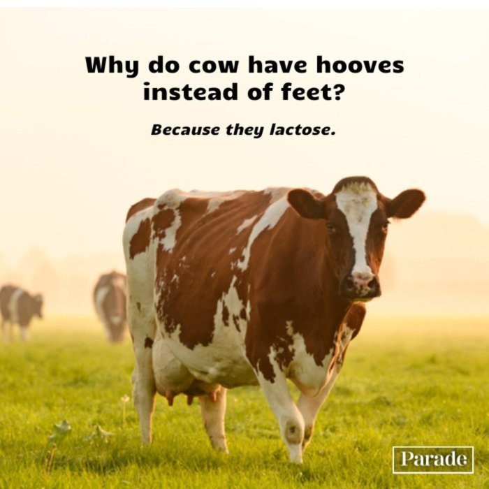 Joke what do cows drink