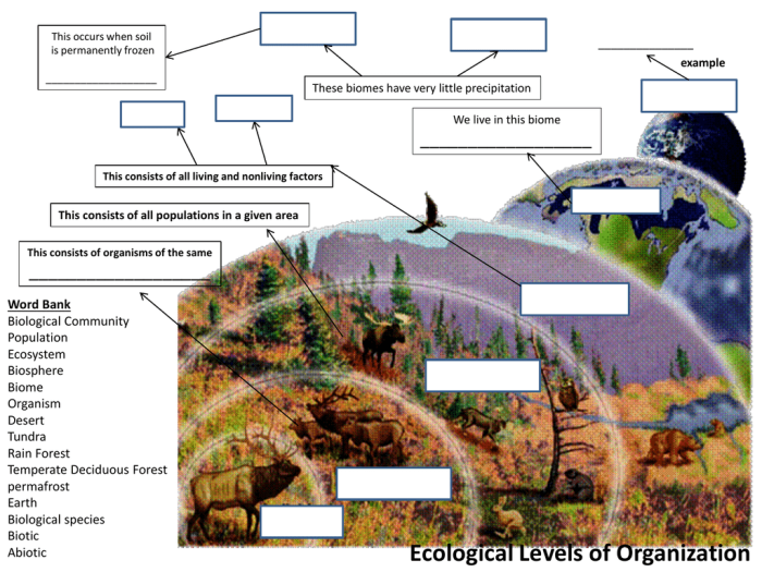 Levels of ecological organization worksheet