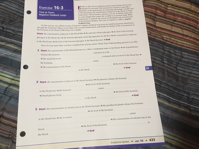 Exercise 16-3 negative feedback loops