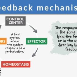 Exercise 16-3 negative feedback loops