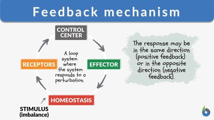 Exercise 16-3 negative feedback loops