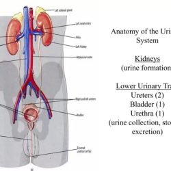 Chapter 15 urinary system answer key