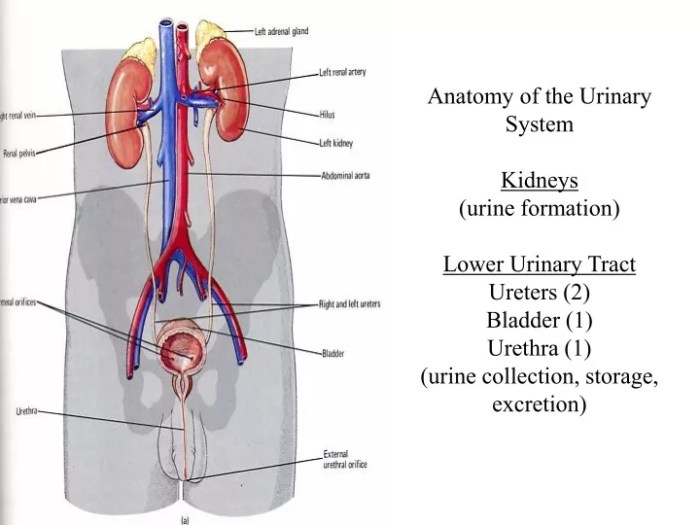 Chapter 15 urinary system answer key