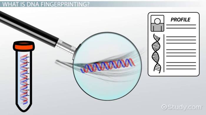 Dna fingerprinting worksheet answer key