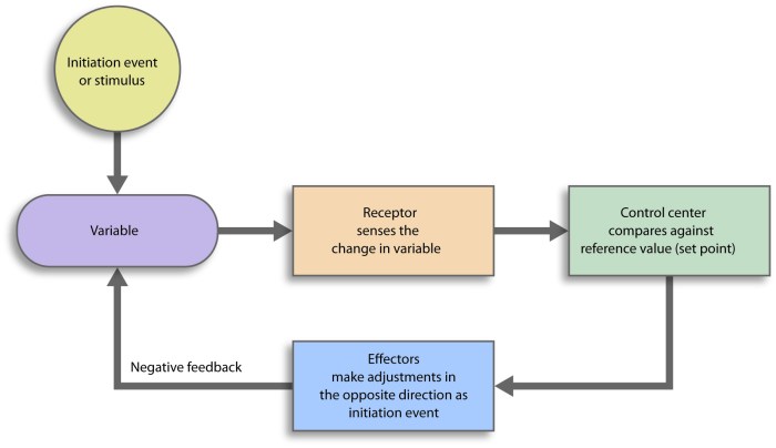 Exercise 16-3 negative feedback loops