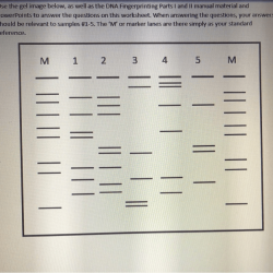 Dna fingerprinting worksheet answer key