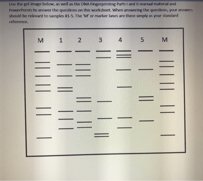 Dna fingerprinting worksheet answer key