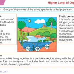 Levels of ecological organization worksheet