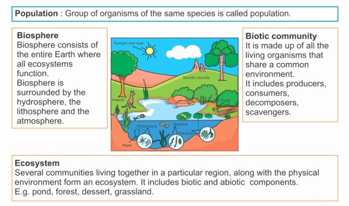 Levels of ecological organization worksheet