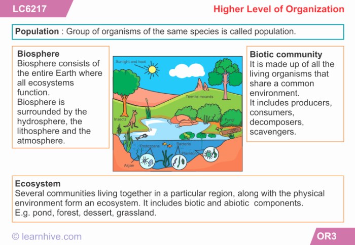 Levels of ecological organization worksheet