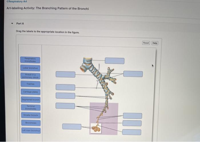 Art-labeling activity the branching pattern of the bronchi