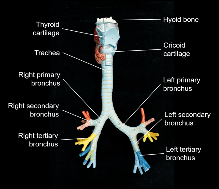 Bronchial tree lung respiratory system anatomy bronchus trachea airway nursing human therapy medical bronchoscopic web plate assessment 1736 uni plovdiv