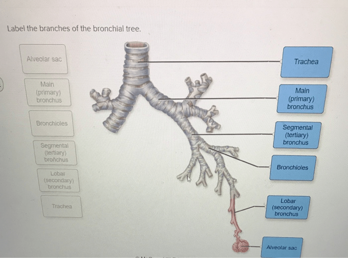 Art-labeling activity the branching pattern of the bronchi