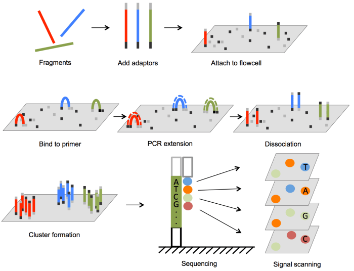 Which applications are used for illumina color