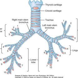 Respiratory bronchi physiology trachea lungs conducting associate degree bronchial bronchioles anatomia bronchus passageways lunge information humana respiratorio aparato cxr paramedic