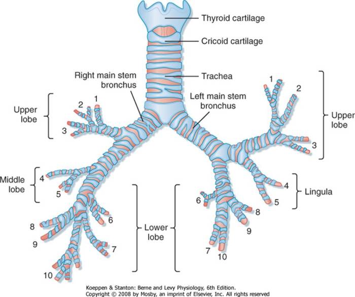 Respiratory bronchi physiology trachea lungs conducting associate degree bronchial bronchioles anatomia bronchus passageways lunge information humana respiratorio aparato cxr paramedic